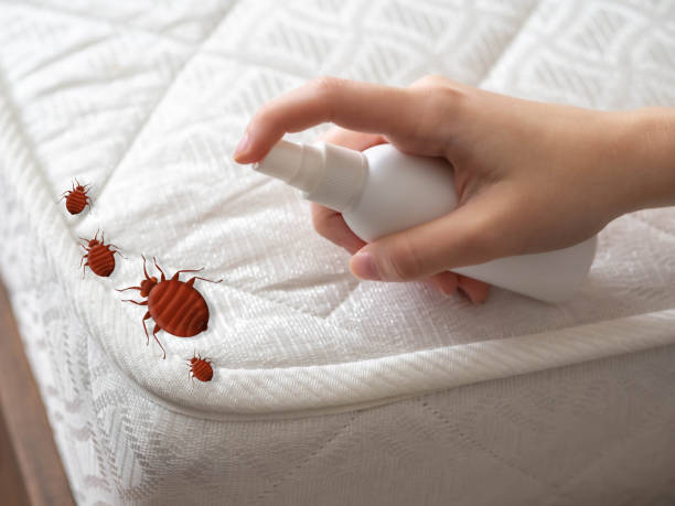 Trusted Kingston, NY Pest Control Experts