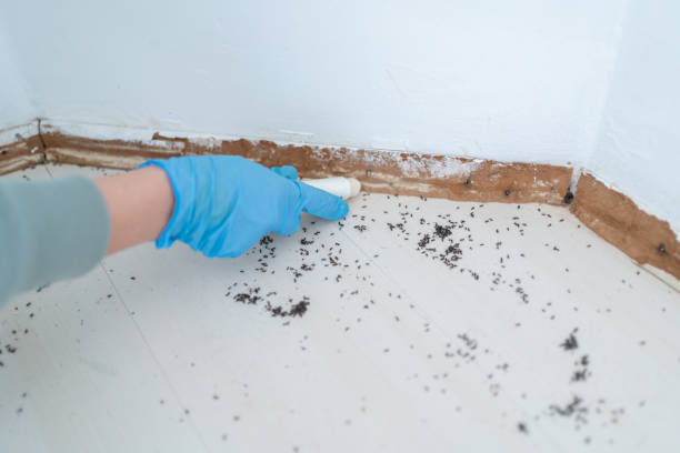 Pest Prevention Services in Kingston, NY